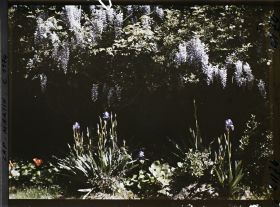 Image représentant Groupe d'iris et glycine en fleurs