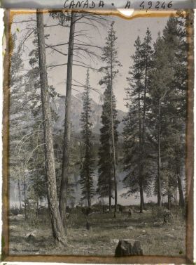 Image représentant Canada, Jasper- parc, Paysage autour du lac Beauvert