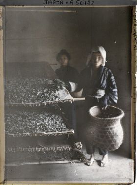 Image représentant Feuilles de mûrier répandues sur la litière des vers à soie