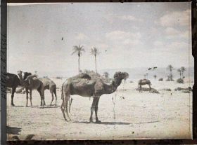 Image représentant Parc de chameaux des forces arabes du royaume du Hedjaz