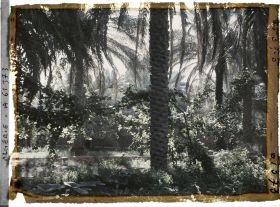 Image représentant Vignes cultivées sous les dattier dans l'oasis