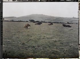 Image représentant Troupeau de vaches