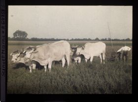 Image représentant Seine et Marne, Vaires, Charrue à traction animale