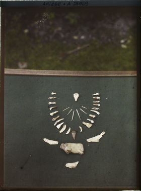 Image représentant Collier de dents et propulseur