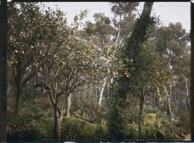 Image représentant Cap-Martin - Le Jardin