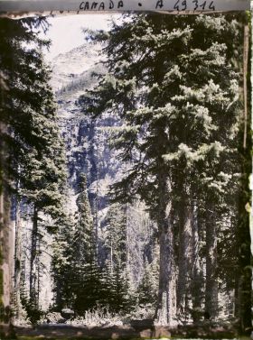 Image représentant Canada, Lac Louise, Echappée dans la Forêt