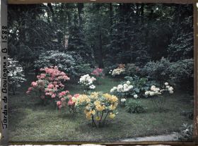 Image représentant Azalées sur la pelouse bordée par la forêt bleue