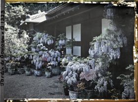 Image représentant Glycines, azalées et calcéolaires en pots fleuries, devant la maison est du " village japonais "
