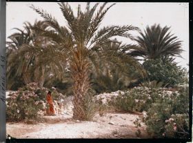 Image représentant Une jeune fille dans une palmeraie