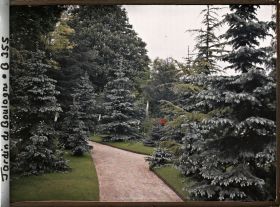Image représentant Chemin bordé d'érémurus en fleurs au coeur de la forêt bleue