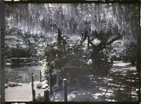 Image représentant Hibiya-koen (parc de Hibiya), glycines au bord de l'étang shinkei