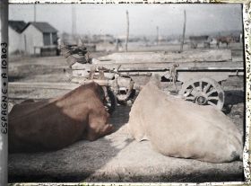Image représentant Espagne, La Corogne, Deux bœufs couchés avec vieux joug.