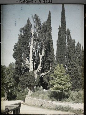 Image représentant Cyprès et platanes le long du chemin ou d'une rue bordé d'un muret