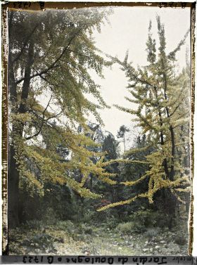 Image représentant Ginkgos du " jardin chinois " jaunissant à l'automne