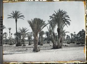 Image représentant Troupeau de moutons dans la palmeraie