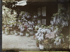 Image représentant Glycines, azalées et calcéolaires en pots fleuries, devant la maison est du " village japonais "