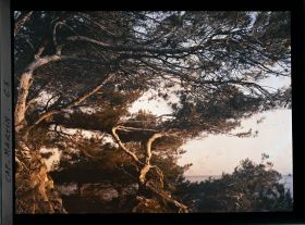 Image représentant Pins tordus par les vents