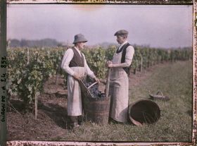 Image représentant Les vendangeurs dans les vignes
