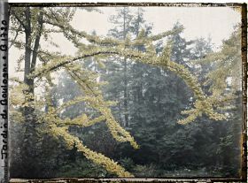 Image représentant Lisière arborée du " jardin chinois " aux abords d'une maison, cadrée par des branches de ginkgos