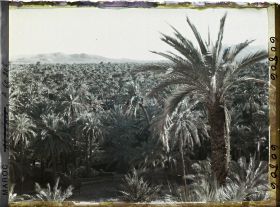 Image représentant La palmeraie avec au fond le Djebel Grouz