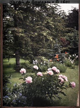 Image représentant La forêt dorée et la forêt bleue