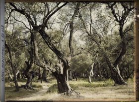 Image représentant Forêt d&#039;oliviers