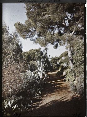 Image représentant Une allée de plantes exotiques