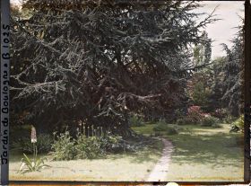 Image représentant Grand cèdre situé au bord du chemin menant vers l'ouest, près du marais entouré de pelouse fleurie