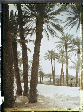 Image représentant Dans l'oasis