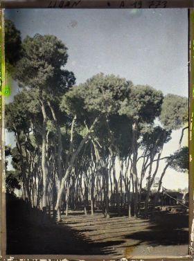 Image représentant Pins d'Alep dans le bois