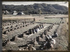 Image représentant Ecolières à l'étude du dessin d'après nature dans une rizière après la moisson