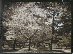 Image représentant Temple Kôfuku-ji : Cerisiers en fleurs et daims sacrés (shika) dans le parc de Nara, aux abords du temple