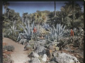 Image représentant Agaves et cactées dans le jardin