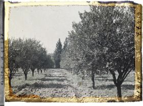 Image représentant Plantation d'orangers et de mandariniers