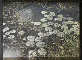 Image représentant Des nénuphars bleus sur un étang