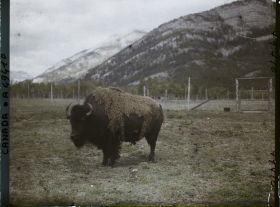 Image représentant Canada, Banff, Bison gros