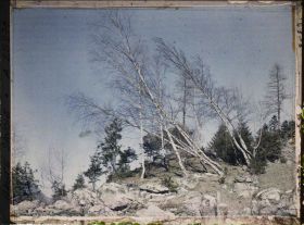 Image représentant Vallée de Chamonix,Groupe de bouleaux penchés par suite de la poussée d'une ancienne avalanche