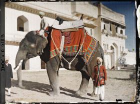 Image représentant Un éléphant (sur l'esplanade du palais?)
