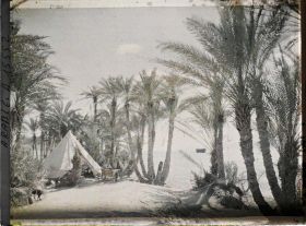 Image représentant Campement des forces arabes du royaume du Hedjaz dans une palmeraie au bord du golfe