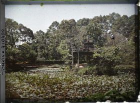 Image représentant L'étang aux lotus du jardin botanique