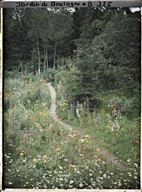 Image représentant La prairie en fleurs au coeur de la forêt dorée