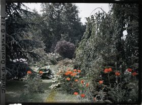 Image représentant Coquelicots bordant les " étangs " du marais