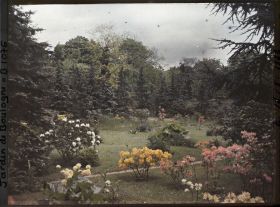 Image représentant Azalées près du marais