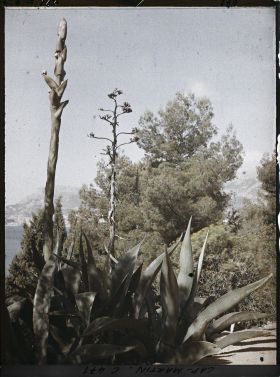 Image représentant Cap Martin Le Jardin
