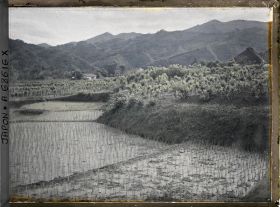 Image représentant Rizières repiquées et mûriers