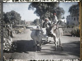 Image représentant Un attelage à deux boeufs dans le parc du palais