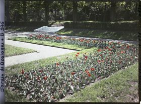 Image représentant Parterre sud-ouest du jardin français, fleuri de tulipes rouges