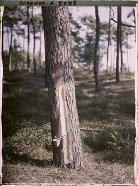 Image représentant Le gemmage sur un pin maritime