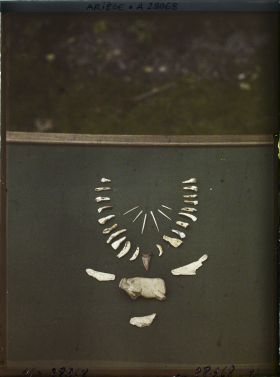 Image représentant Collier de dents et propulseur