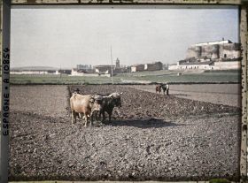 Image représentant Espagne, Astorga, Taureaux au labour